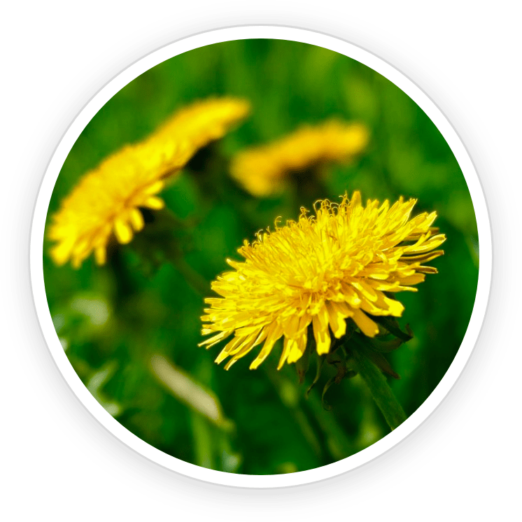 Dandelion icon