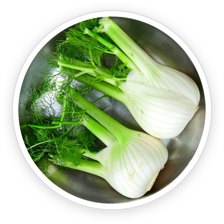 Fennel icon