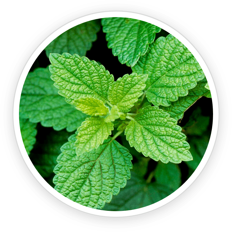 Lemon Balm icon