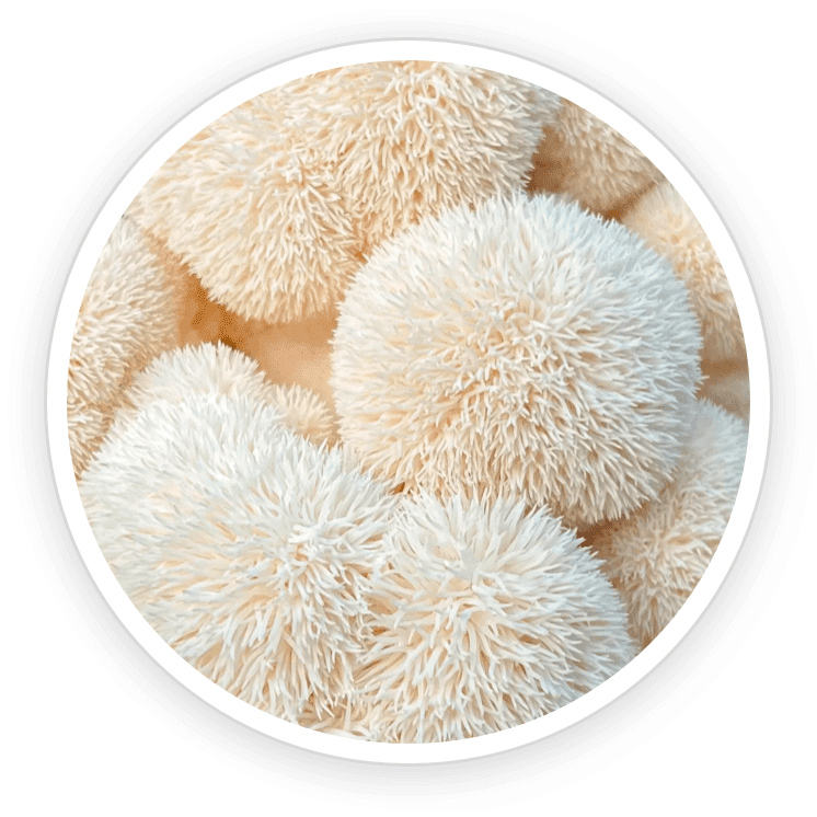 Organic Lion’s Mane icon